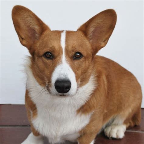 north carolina corgi puppies|cardigan corgi breeders near me.